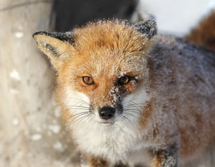 face of red fox during winter
