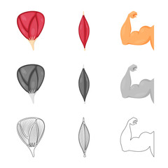 Isolated object of fiber and muscular icon. Set of fiber and body  vector icon for stock.