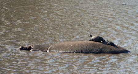 Fototapeta premium hippopotamus