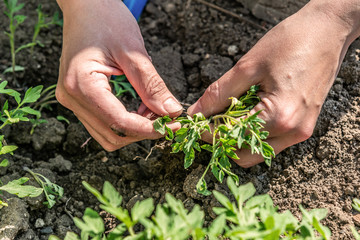 A woman chooses tomato seedlings for planting in the ground for growing tomatoes.