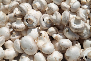 Pile of white mushrooms in sunlight