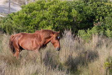 Wild Horses on the Northern End of the Outer Banks in the Sand Dunes at Corolla North Carolina