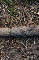 Dry grass in the forest against the backdrop of a tree branch