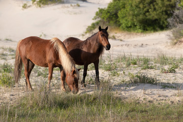 Naklejka na ściany i meble Wild Horses on the Northern End of the Outer Banks in the Sand Dunes at Corolla North Carolina