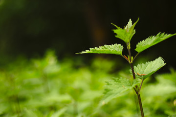 field of nettles with one nettle in focus