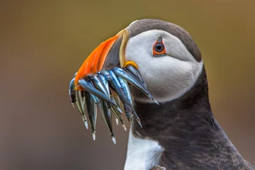 Papier Peint photo Macareux moine Puffin with beak full of fish
