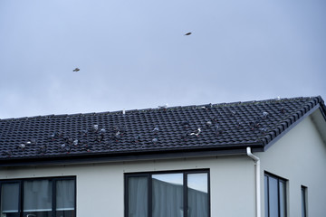 지붕위 새들