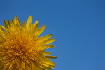 Taráxacum. Yellow dandelion flower on bright blue sky background. Spring, morning.
