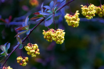 Blooming yellow flowers weigh on a branch with beautiful green-blue leaves.