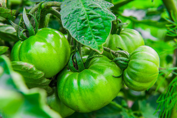 Large green tomatoes growing on a branch in a garden