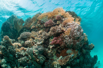 Fototapeta na wymiar Beautiful coral