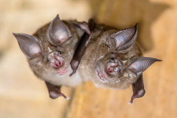 Two Greater horseshoe bat
