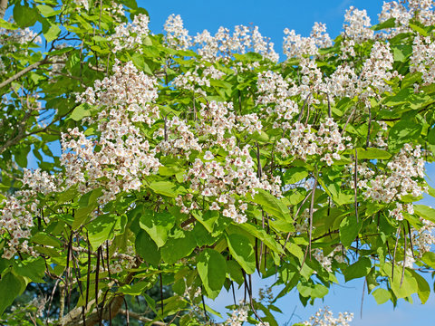 Bl&uuml;hender Trompetenbaum, Bohnenbaum, Katalpa