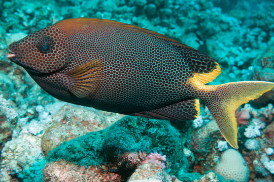 Close-up of a rabbitfish