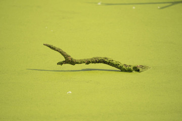 Bois vert