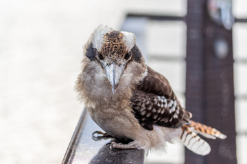 Kookaburra Portraits in the South Australian riverland.