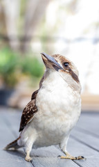Kookaburra Portraits in the South Australian riverland.