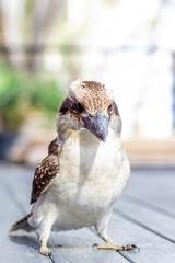 Kookaburra Portraits in the South Australian riverland.