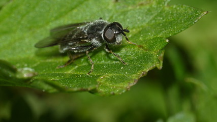 Fototapeta premium Муха