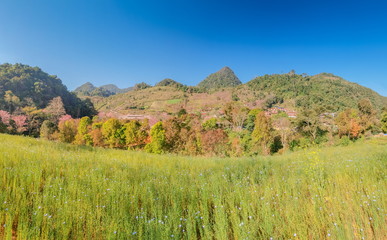 Fototapeta premium view of green meadow on the hill with green forest, mountain and blue sky background, Doi Ang Khang, Chiang Mai, northern of Thailand.