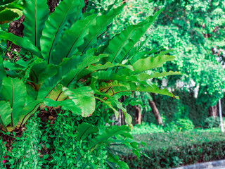 Green background,leaves in the garden with dark tone for background