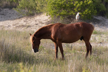 Wild Horses on the Northern End of the Outer Banks in the Sand Dunes at Corolla North Carolina