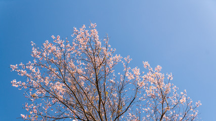 Blooming Prunus cerasoides pink flowers on the tree with blue sky background in the Akha village of Maejantai on the hill in Chiang Mai, Thailand. Seasonal nature change, Winter is coming.