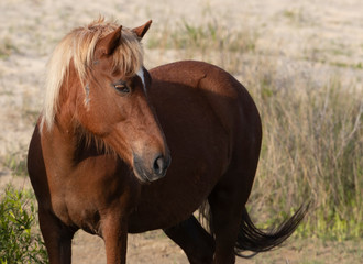 Wild Horses on the Northern End of the Outer Banks in the Sand Dunes at Corolla North Carolina