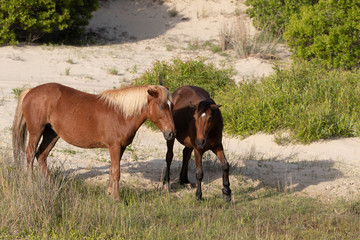 Wild Horses on the Northern End of the Outer Banks in the Sand Dunes at Corolla North Carolina