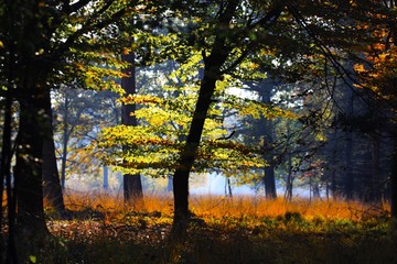 Fototapeta na wymiar Trees and meadow in an isolated clearing of German forest glowing bright golden in afternoon autumn sun - Brüggen, Germany