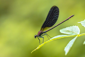 Copper demoiselle male dragonfly