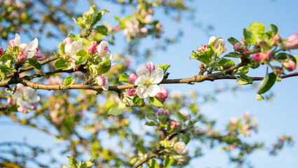 Closeup blooming apple tree branch in spring.