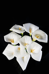 A bunch of white callas on a black background vertical orientation with space for text