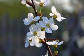 Obraz premium cherry blossom in the garden