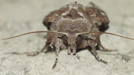 Мотылёк