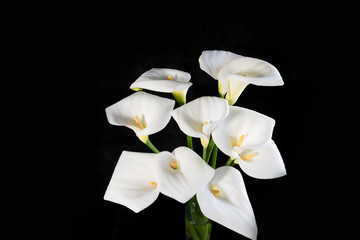 A bouquet of white callas on a black background horizontal orientation