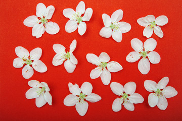 white flowers on red background