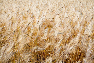 Field of ripe wheat