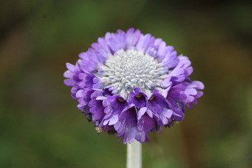 purple flower