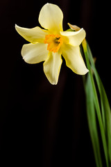 Narcissus closeup on black background