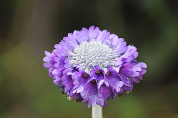 purple flower