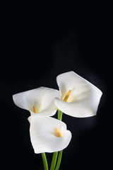 Beautiful bouquet of white callas on a black background, vertical orientation