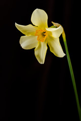 Naklejka na ściany i meble Narcissus closeup on black background