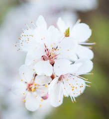 Pear tree flowers