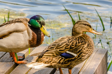 ducks