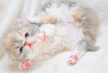 cute persian cat baby kitten