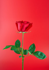 a red rose on a red background