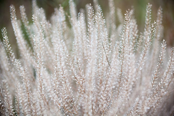 Dry plants in the field