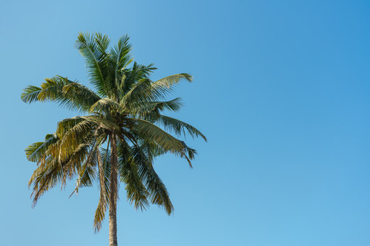 Coconut tree with blue sky background