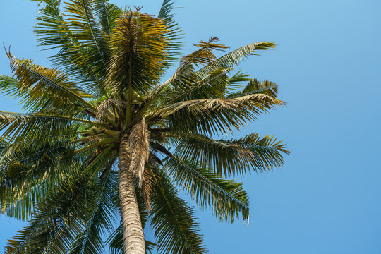 Coconut tree with blue sky background © Puripatch